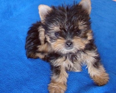 衢州寵物狗市場現(xiàn)象解析，出售信息深度探討與各方觀點(diǎn)碰撞