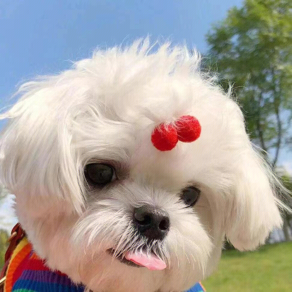 最新狗狗頭像，展現(xiàn)變化、學習與自信的力量