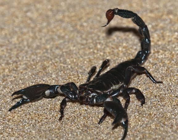 山西蝎子價(jià)格行情指南，2017年最新行情解析