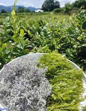 張家界莓茶價格探索之旅，自然美景與內心寧靜的尋找