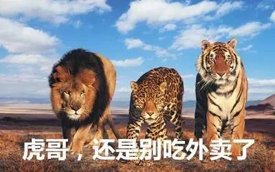 最新虎獅，學(xué)習(xí)變革的力量，自信與成就感的崛起之路