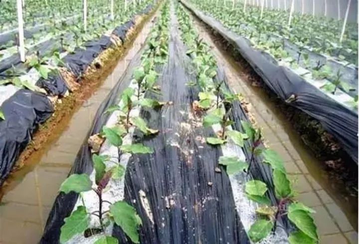 10公斤黑地膜價格,溫馨農(nóng)田里的秘密，一段關(guān)于黑地膜與友情的趣事