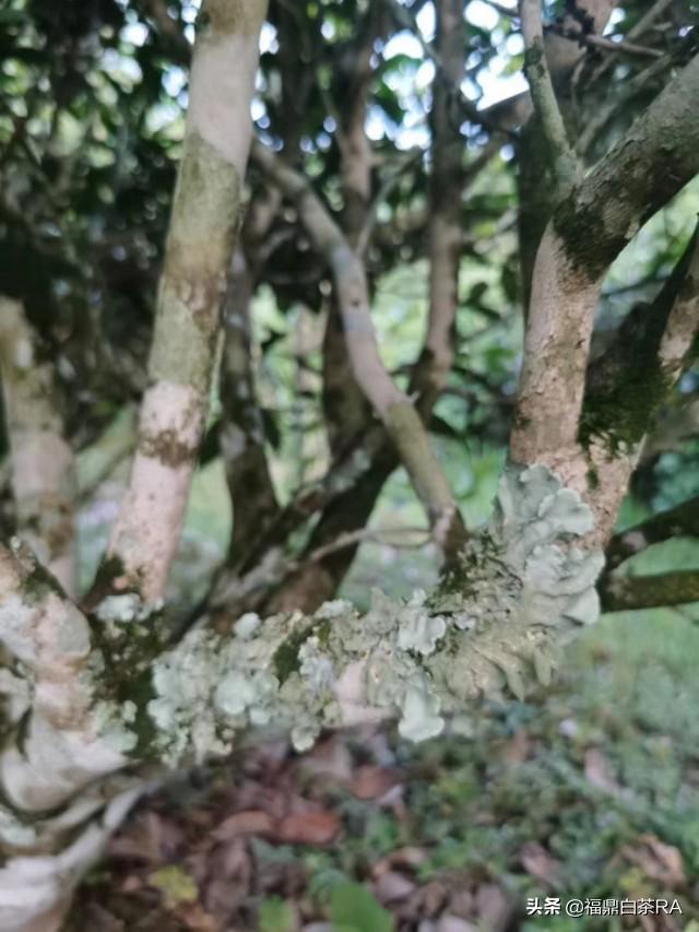 老樅紅茶價格，深度探討歷史背景與地位影響下的價格走勢