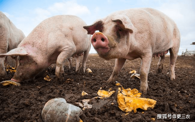 今日瀏陽豬價行情概覽與溫馨小趣事分享