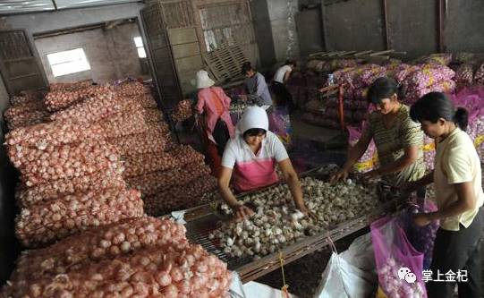 杞縣冷庫(kù)大蒜市場(chǎng)價(jià)格探秘，尋找蒜香的平靜之旅