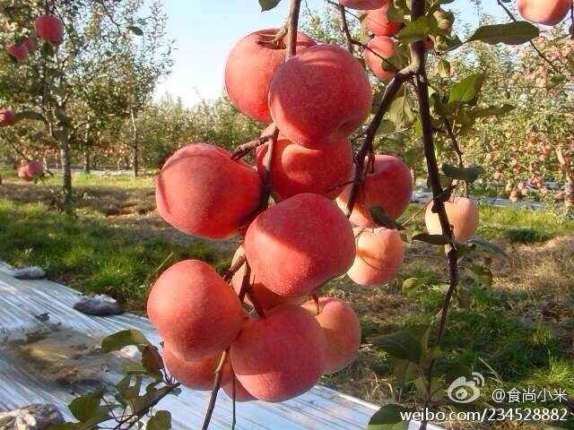 阿克蘇蘋果上市時(shí)間詳解，全面步驟指南