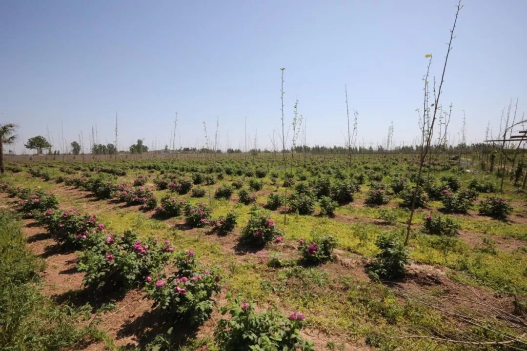 義馬裴村報房動態(tài)資訊，探尋自然美景，啟程心靈之旅