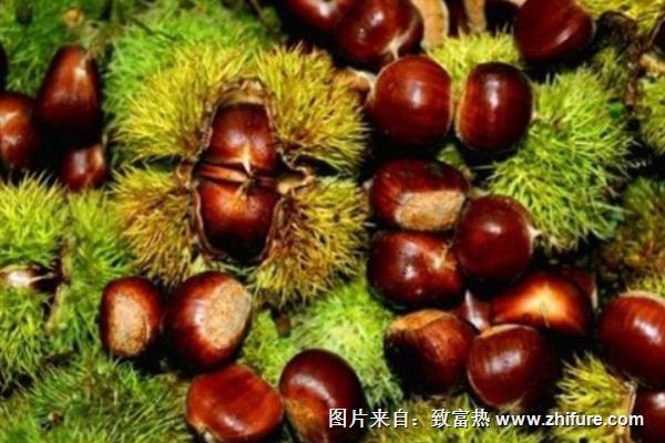 板栗最新行情概覽，市場走勢與產(chǎn)業(yè)地位深度分析