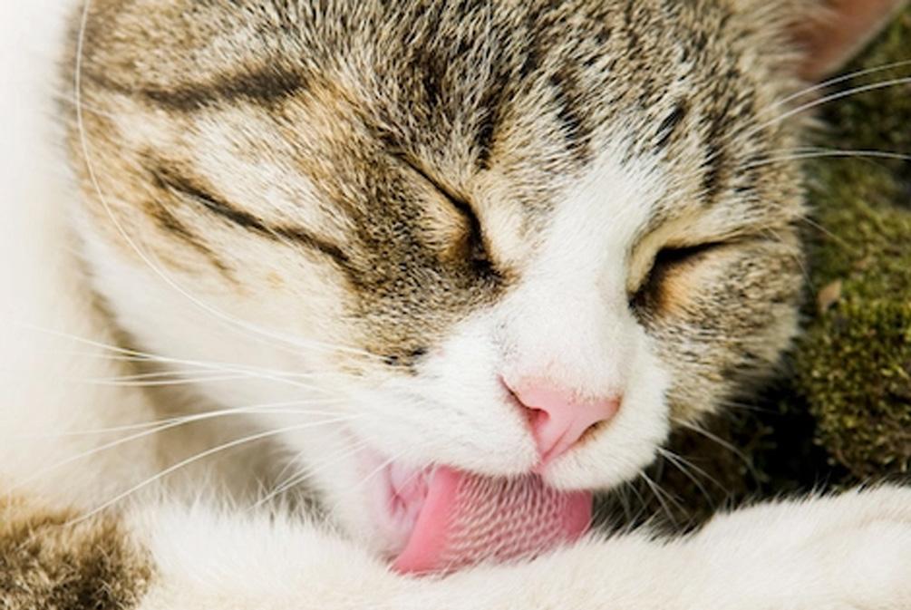 最新人類研究動(dòng)態(tài)的深度解析與觀點(diǎn)闡述