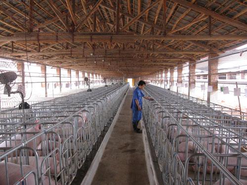 最新豬場管理技術(shù)解析，科技引領(lǐng)畜牧業(yè)邁向智能化未來