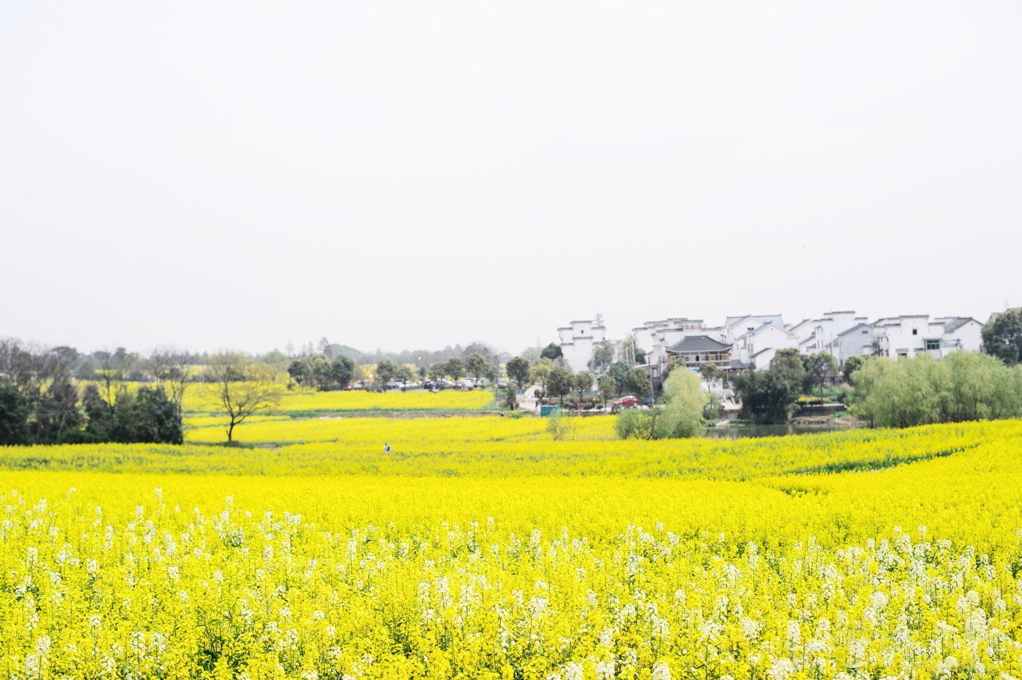 南京地鐵S9最新動(dòng)態(tài)與巷弄深處的獨(dú)特小店探秘揭秘