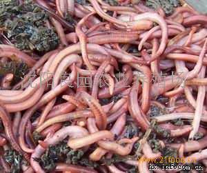 小巷深處的綠色寶藏，蚯蚓種苗價(jià)格揭秘