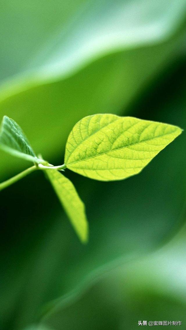 最新護(hù)眼美圖，步驟指南與美圖欣賞