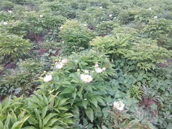 赤芍行情深度解析，小巷特色藥材探尋之旅