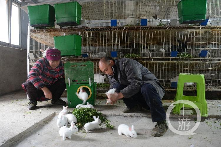 今年養(yǎng)兔行情分析，市場趨勢與前景展望