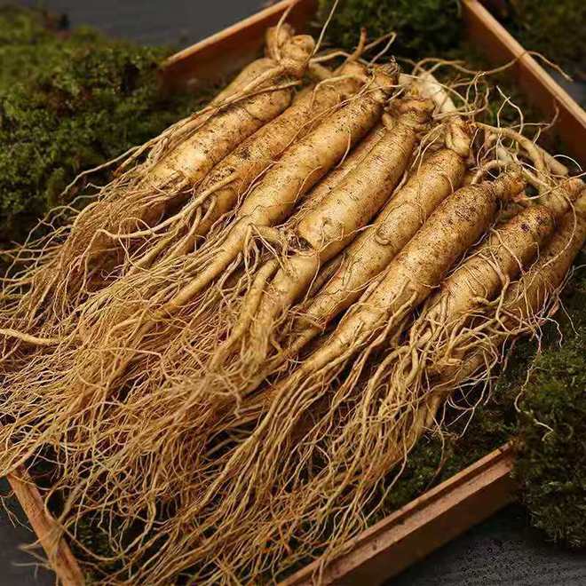 東北野山參價(jià)格,東北野山參價(jià)格，時(shí)代的印記與價(jià)值的波動(dòng)