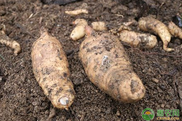 最新天麻行情，變遷之路，無限可能成就夢(mèng)