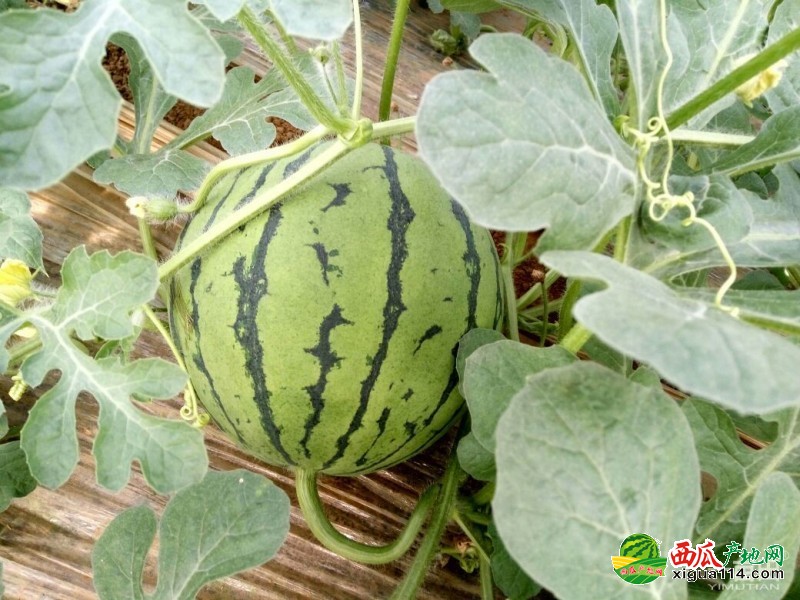 青州西瓜最新價格行情，科技賦能下的新鮮體驗