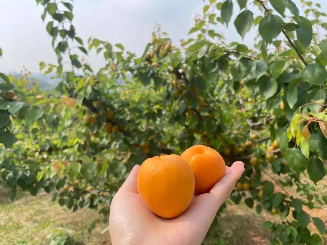 杏吧資訊速遞，引領(lǐng)時尚潮流，傳遞熱門信息的新高地門戶