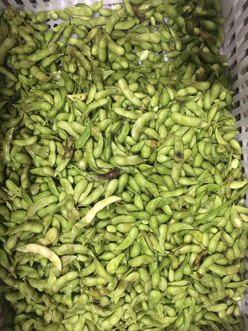 海南毛豆價(jià)格最新行情，友情故事與實(shí)時(shí)市場(chǎng)動(dòng)態(tài)