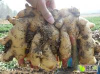 今日山東生姜價(jià)格行情,今日山東生姜價(jià)格行情，變化中的學(xué)習(xí)，賦予我們力量