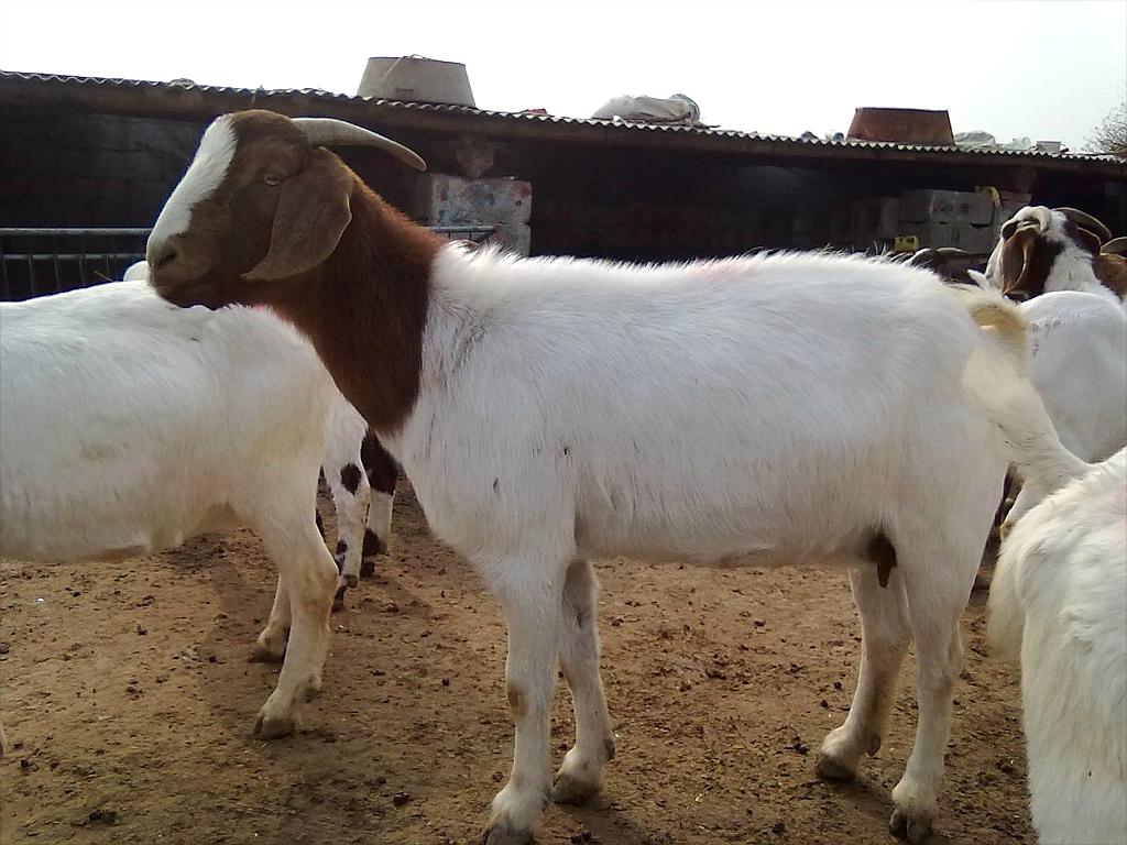 山羊價格，歷史背景、重要事件與地位探究