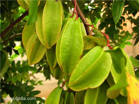 楊桃的甜蜜時光，友情與陪伴的溫馨故事與上市時刻揭秘