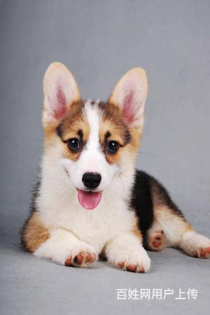 純種柯基價(jià)格，科技與生活的融合之選