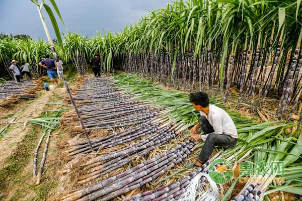 甘蔗行情深度解析，揭秘甜蜜商機(jī)，開啟甜蜜事業(yè)之門！