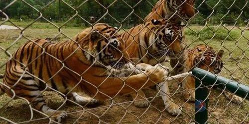 寧波老虎襲擊事件最新進展，城市日常中的溫情與友情力量