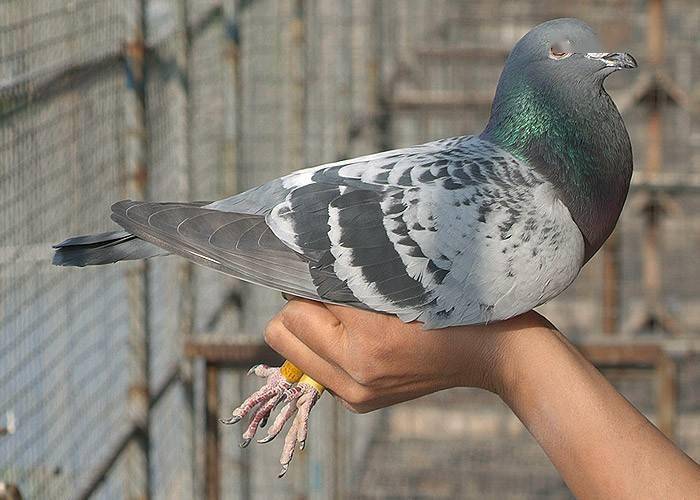 信鴿比賽的飛翔盛宴，跟隨鴿子回家的視頻記錄