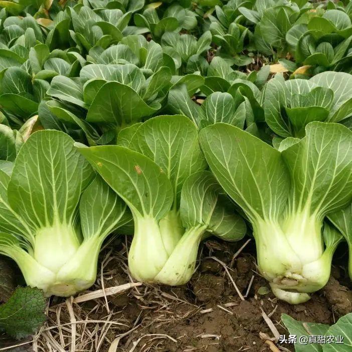 上海青最新價格行情，時代脈絡下的市場波動