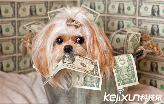 動(dòng)物世界資訊速遞，小巷中的奇妙探索與未知世界探索