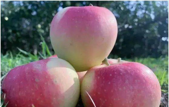 嘎啦蘋果上市時(shí)間,嘎啦蘋果上市時(shí)間，全面步驟指南