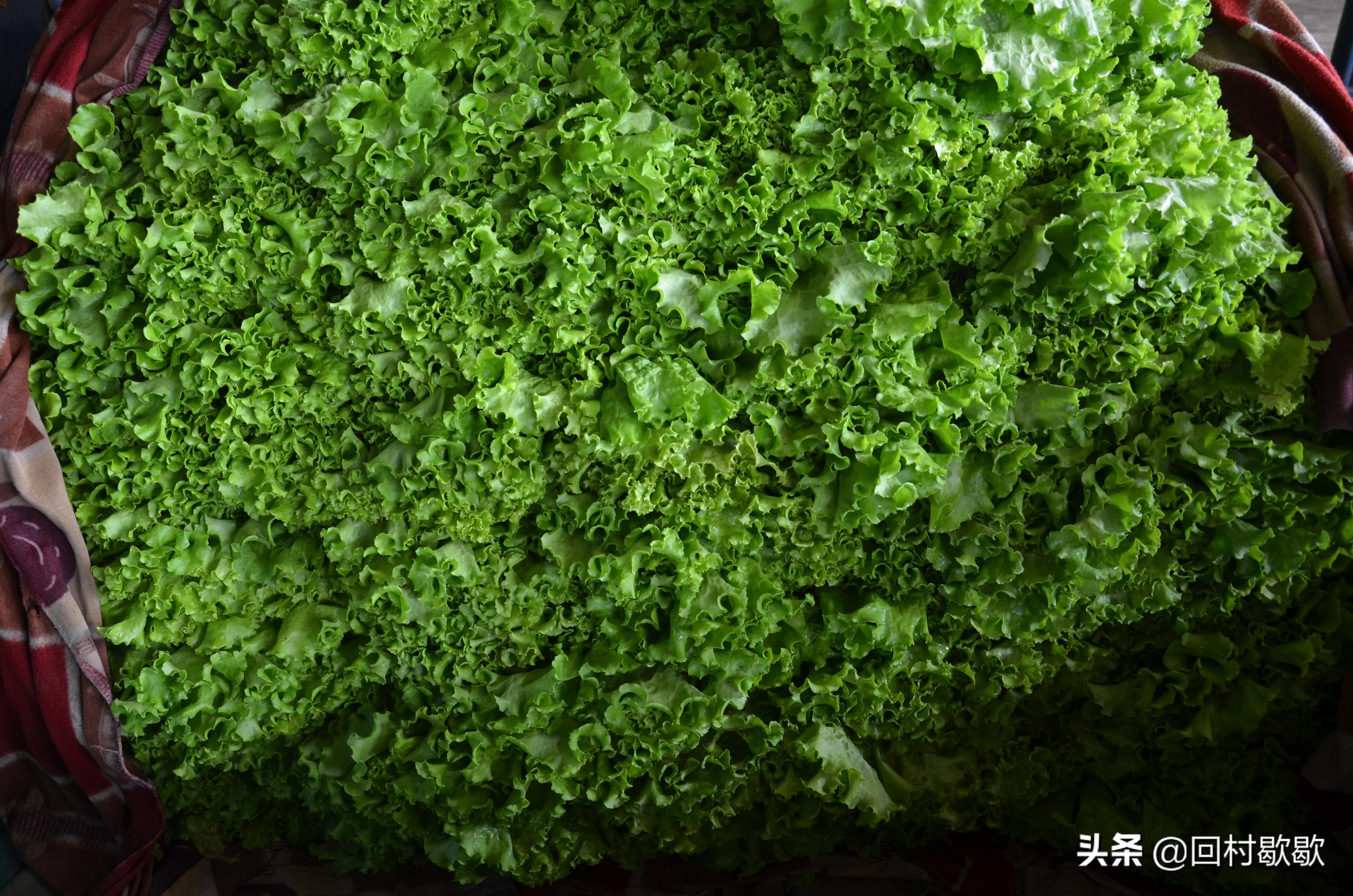 科技引領(lǐng)新生活，最新菜花價格行情實時掌握