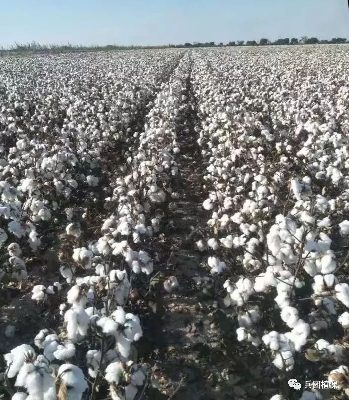 最新棉花資訊，產(chǎn)業(yè)繁榮與挑戰(zhàn)并存