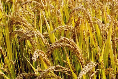 2017年谷子行情預(yù)測分析