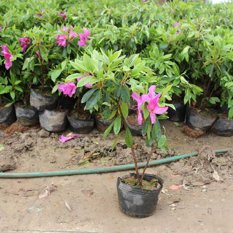 毛杜鵑價(jià)格,毛杜鵑價(jià)格大解密你的省錢攻略來(lái)了！