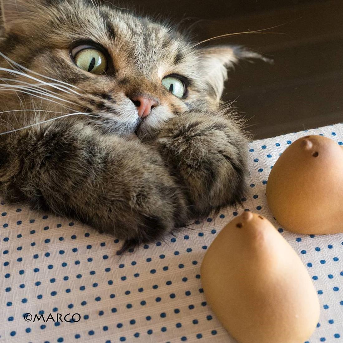 快貓最新科技產(chǎn)品革新，引領(lǐng)未來生活新潮流