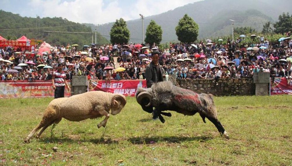 斗羊比賽殘忍視頻直播,斗羊比賽與自信的種子，變化的力量和學(xué)習(xí)的魅力