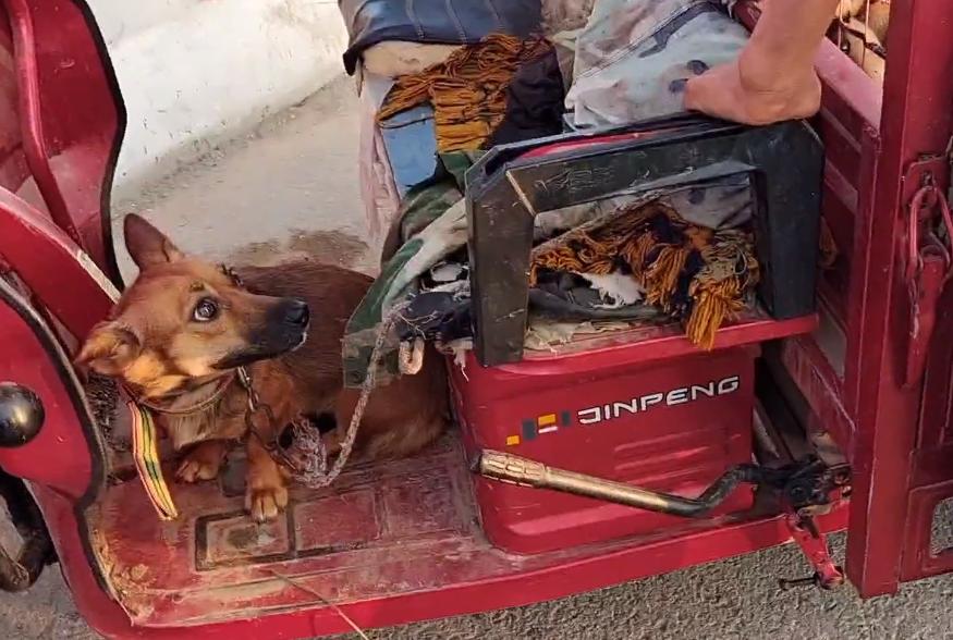 狗肉最新價(jià)格，小巷深處的味覺(jué)盛宴揭秘