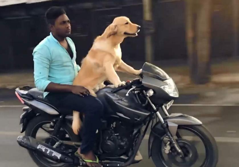 最新遛狗方式，愛的紐帶與溫馨日常的體驗