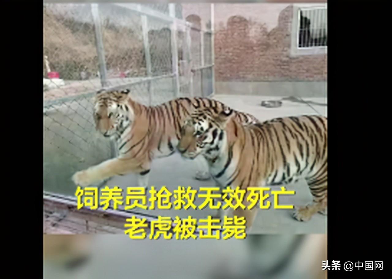 老虎傷人事件最新動(dòng)態(tài)揭秘，小紅書(shū)專(zhuān)欄關(guān)注事件進(jìn)展????