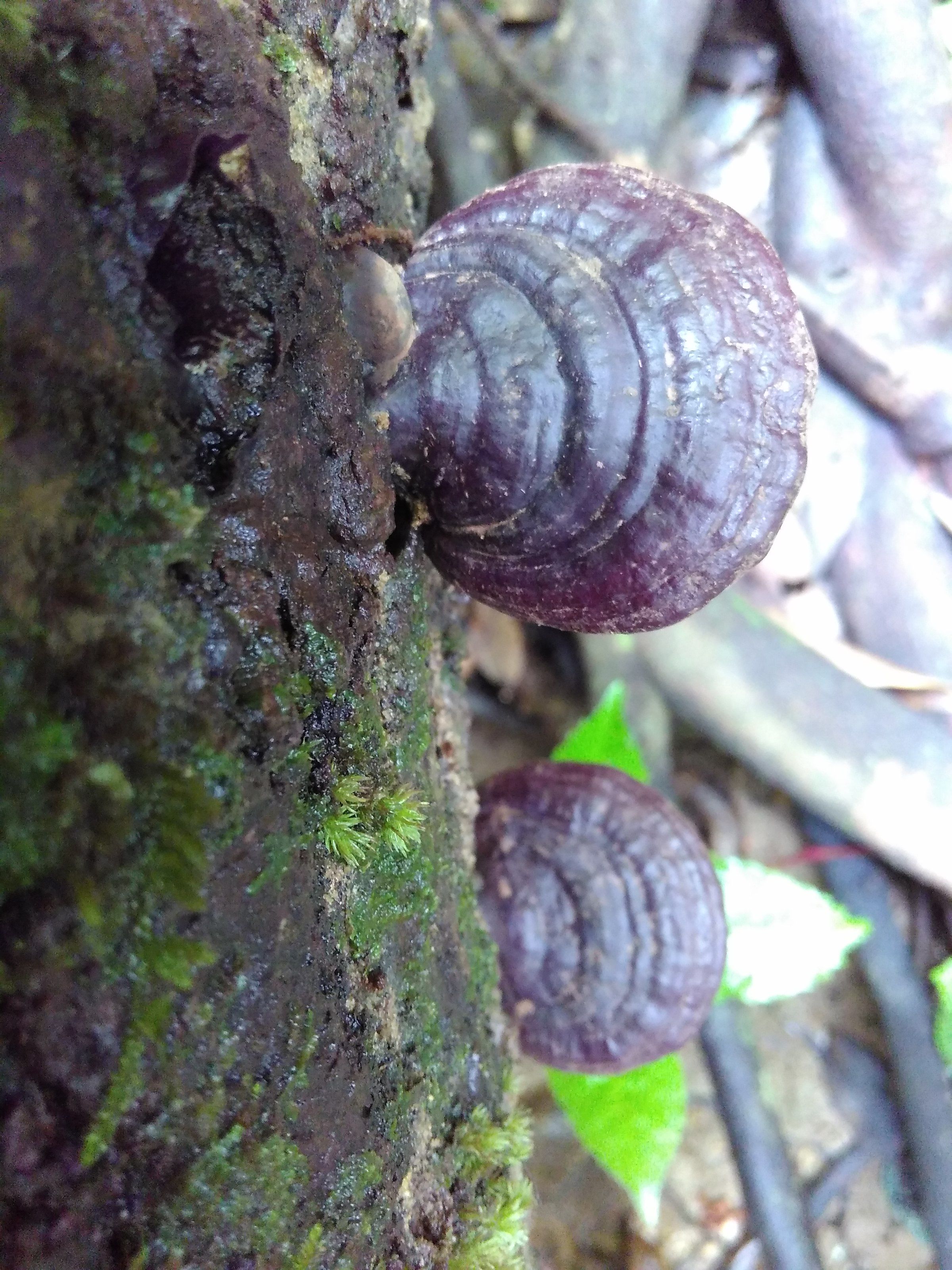 赤靈芝價(jià)格解析，市場(chǎng)價(jià)、市場(chǎng)分析與觀點(diǎn)探討