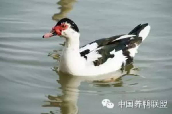 鴛鴦鴨行情，一只鴨子背后的勵志故事