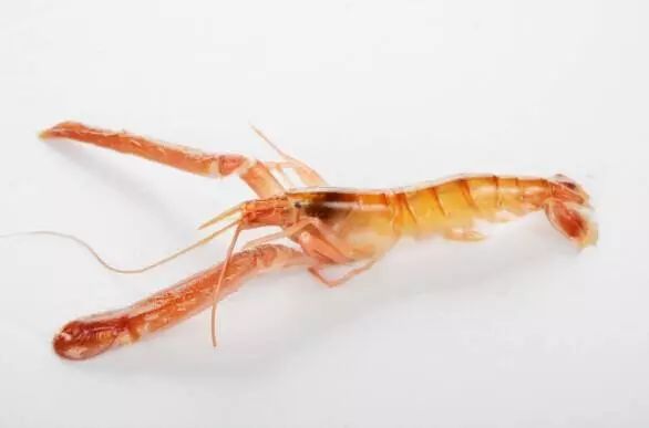 上市蝦，市場(chǎng)潛力與可持續(xù)發(fā)展的博弈之道