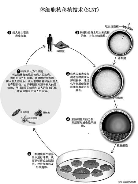 克隆技術(shù)進(jìn)展動(dòng)態(tài)，探索生命奧秘的旅程啟程了