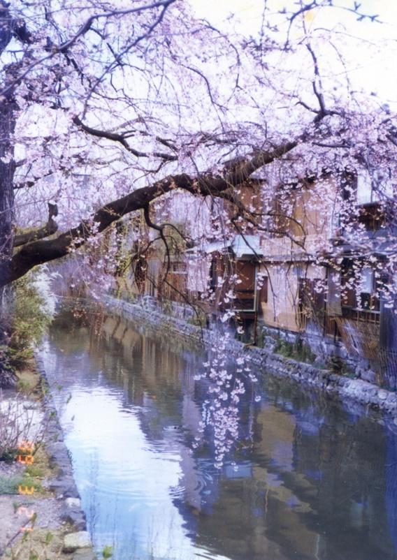 約會大作戰(zhàn)櫻花動漫，時代印記與文化回響