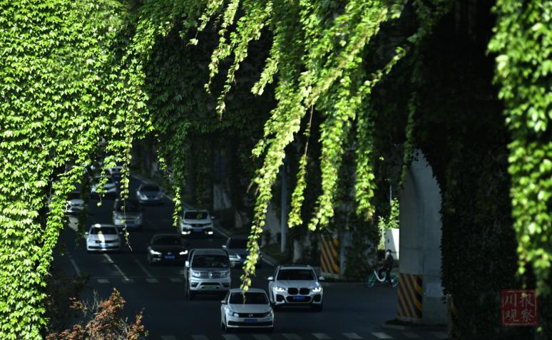 英菲克爬山虎最新版本的巷子風(fēng)情探索之旅