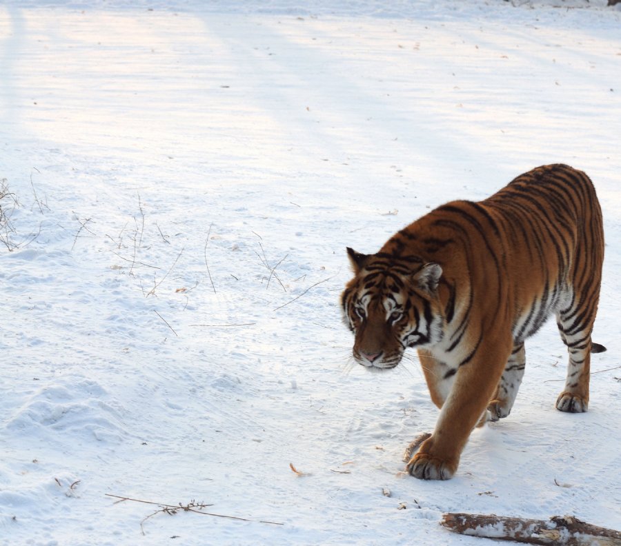 虎威演員表揭秘，舞臺之外的小日常風采